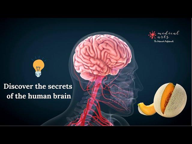 The Human Brain: How it control us and how we can keep it healthy