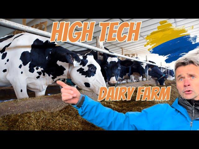 High technology dairy farming with more than 5000 cows in Ukraine