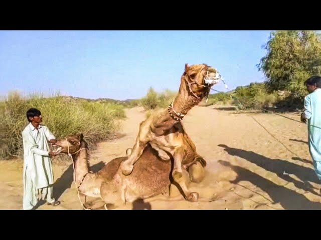 Two Camels | Camel Love Meet Time Jump Very Interesting Seen Of Two Camels in Desert|Camel by Thar