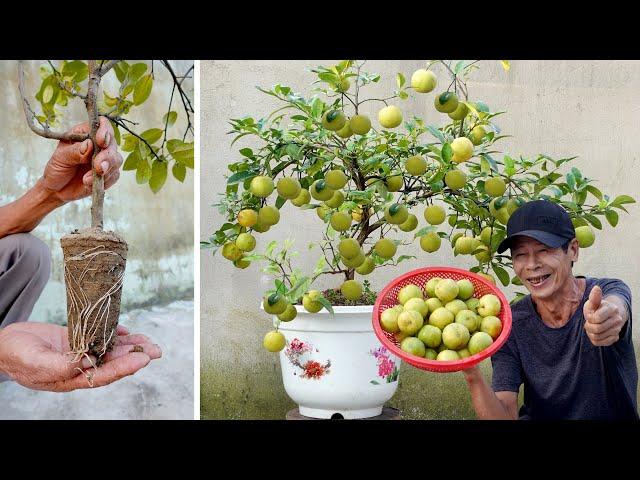 I Never Have To Buy Lemons Again, This Is How I Have Lemons To Eat All Year