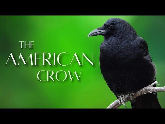 The AMERICAN CROW |  Smart and Unique