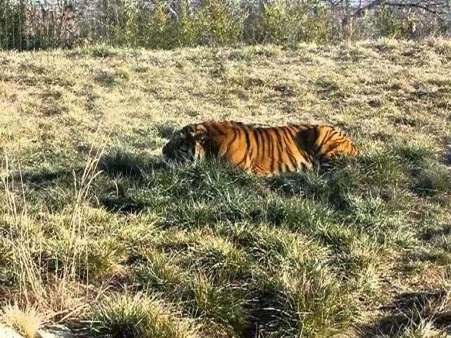 Sedgwick County Zoo - Tiger Stalking