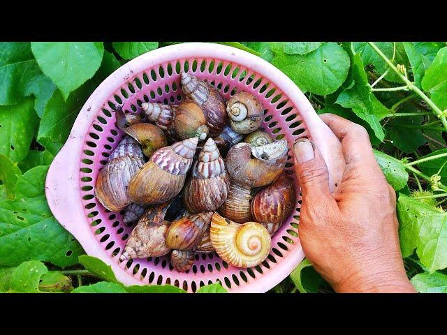 WOW FUN! Looking for Snail Snails, Flat Snails and Frogs [Snail Snails & Hermit crabs]