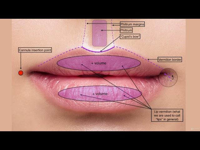 4  Lips anatomy