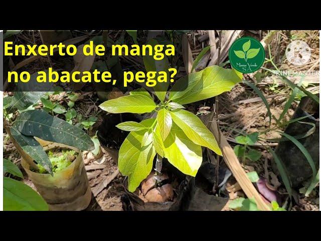 Posso ENXERTAR MANGA NO ABACATE? Até que tamanho posso FAZER ENXERTO numa planta? #enxertodeabacate