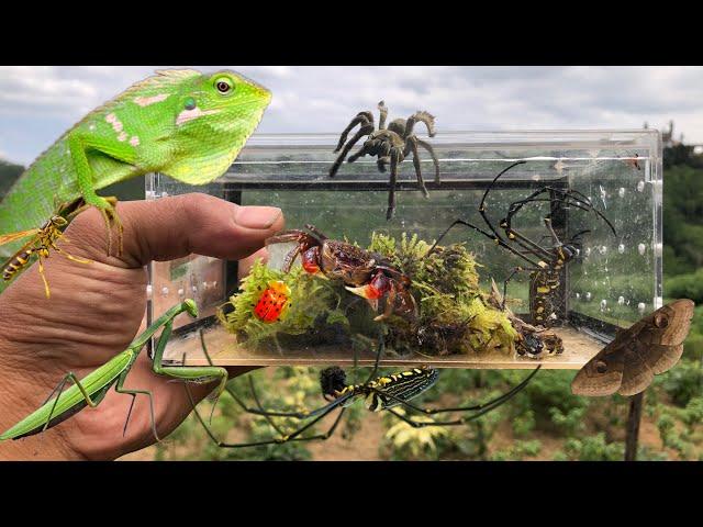 This big chameleon bite me very hard‼️catch red claw crab, tarantula, chameleon, golden orb spider