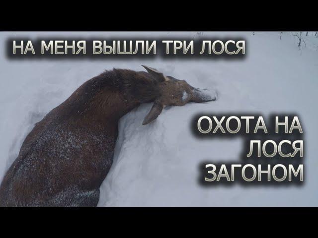 Охота на лося загоном, на меня вышли три лося