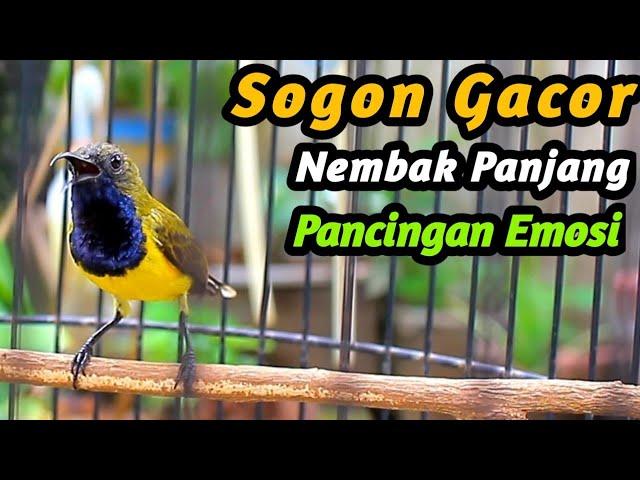 HITUNGAN DETIK SOGON GACOR NEMBAK PANJANG FULL ISIAN DIBONGKAR.! PANCINGAN TROTOL JANTAN CEPAT EMOSI