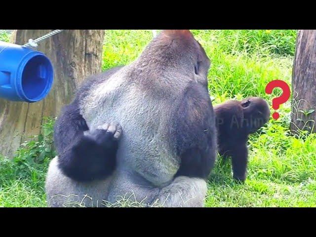 迪哥背很癢#Djeeco#ゴリラ#迪亞哥#金剛猩猩#taipeizoo #gorilla #台北市立動物園20240613#17