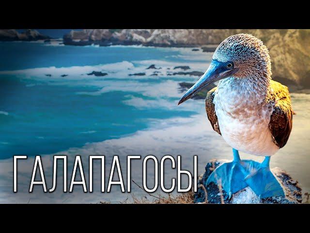 Galapagos: Mysterious Archipelago | Interesting facts about the Galapagos Islands