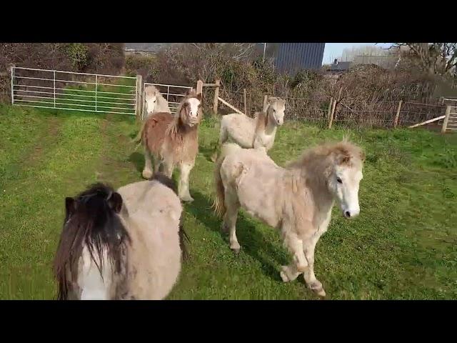 Ponies on a coastal horse ride