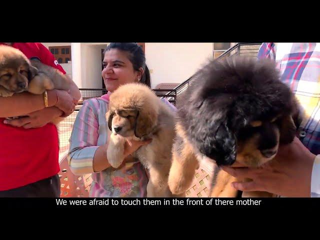 India’s Best Tibetan Mastiffs Dog Kennel | Tsewang Tibetan Mastiff Kennel | Scoobers