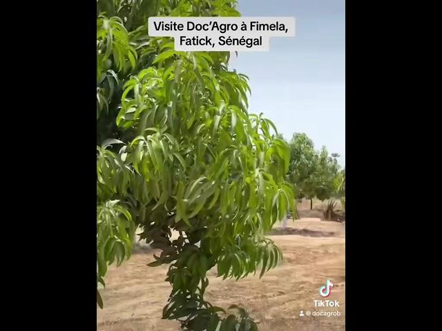 Doc’Agro, Fimela, Sénégal