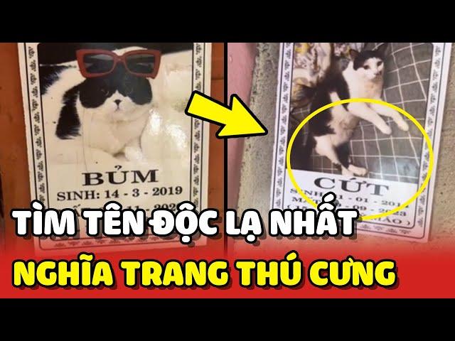 Buổi truy tìm nhân vật có tên ĐỘC LẠ nhất tại Nghĩa Trang Thú Cưng  | Yêu Lu