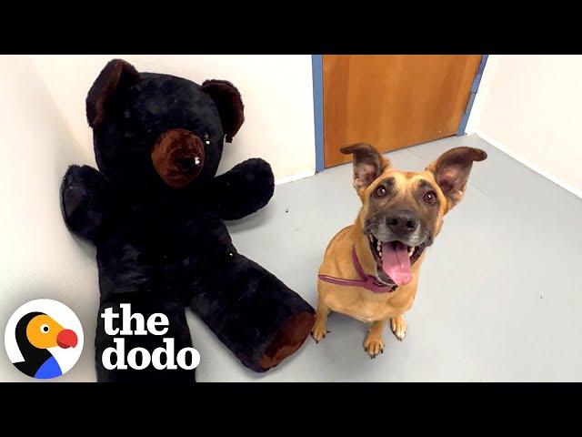 Dog Who's Been In The Shelter Four Years Gets New Toys | The Dodo