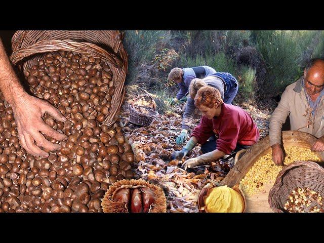 The chestnuts. Collection, conservation and processing of this fruit | Lost Trades | Documentary