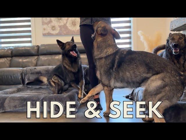 My German Shepherds Love Hide and Seek