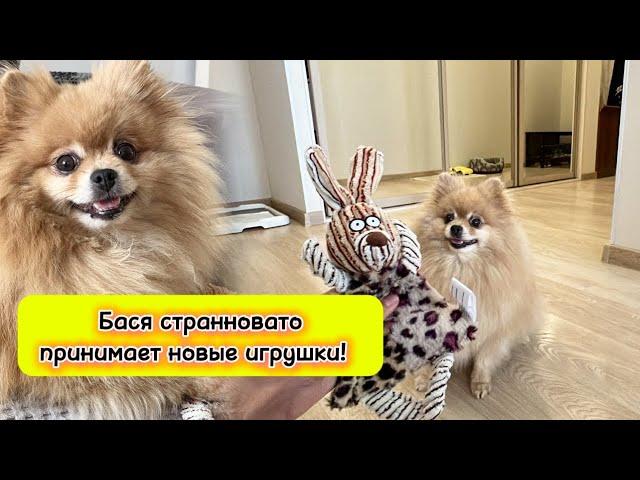 Бася странновато принимает новые игрушки!