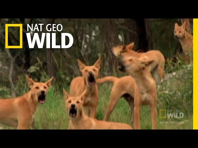 Dingo Fast Food | Nat Geo Wild