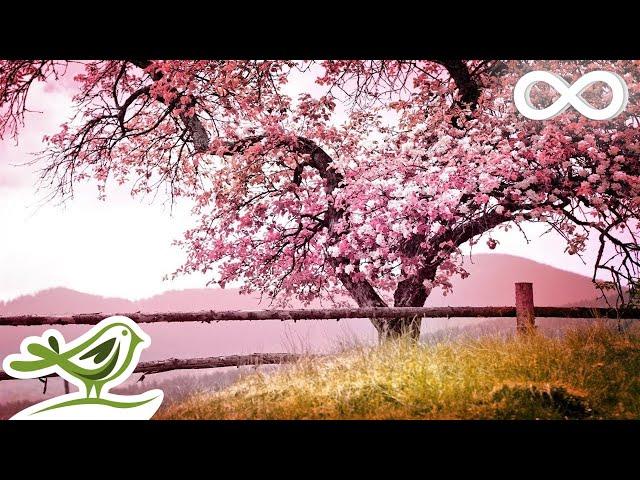 Relaxing Piano Music: Romantic Music, Beautiful Relaxing Music, Sleep Music, Stress Relief 122