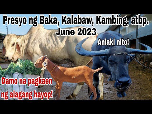 LIVESTOCK UPDATED PRICES! Cattle Trading Capital of the Philippines (Baka, Kalabaw, Kambing, atbp.)