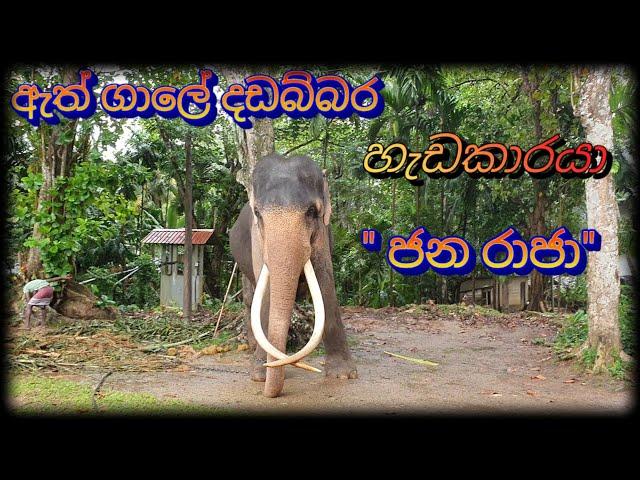 දගකාර හැඩකාරයා " ජ න රා ජා "   janaraja elephant  