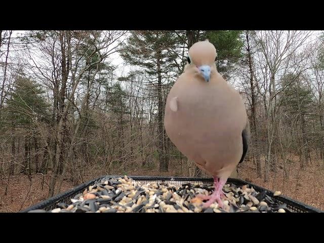 Mourning Dove call