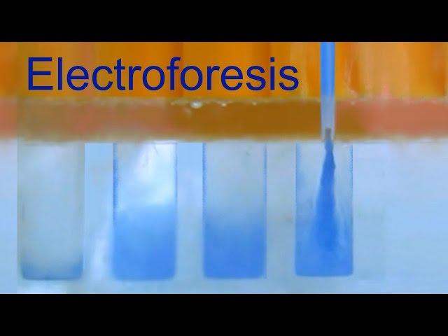 Electroforesis de Proteínas. Divulgación científica (IQOG-CSIC)