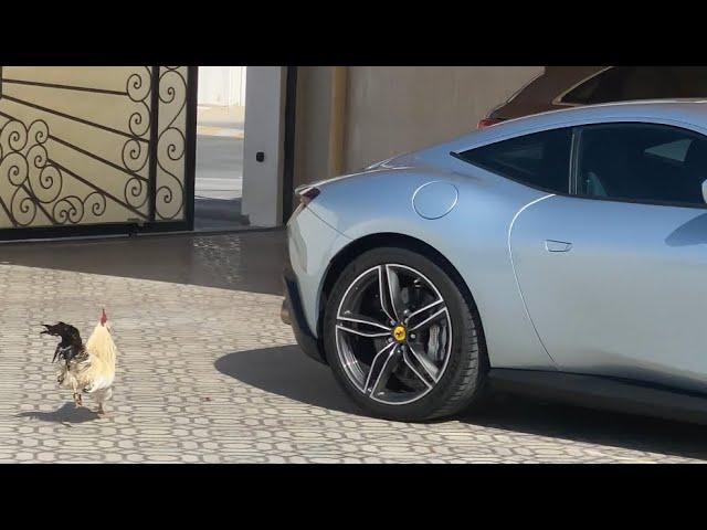 Wild Rooster and Ferrari