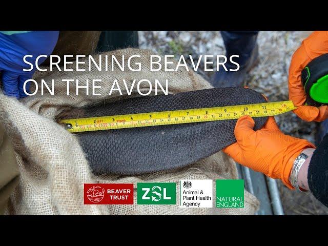 Screening Beavers On The Avon