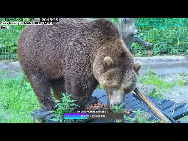 15 07 2023   20 15   Перед сном поем орешки и пойду спать в валежник  Мансур