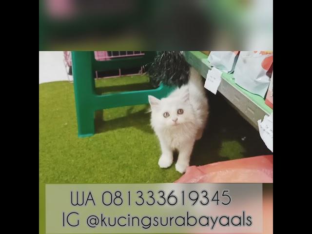 Jual Kucing Anggora Terdekat di Sidoarjo Surabaya