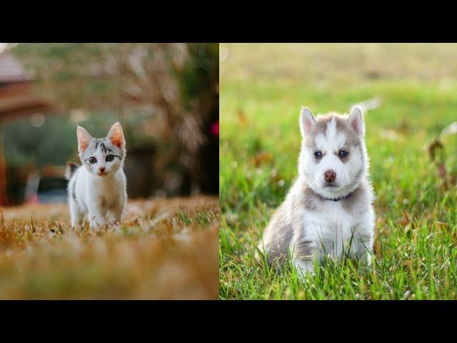 Baby Cats - Cute and Funny Cat Videos Compilation  01 |# Kit Kot Animals 24x7