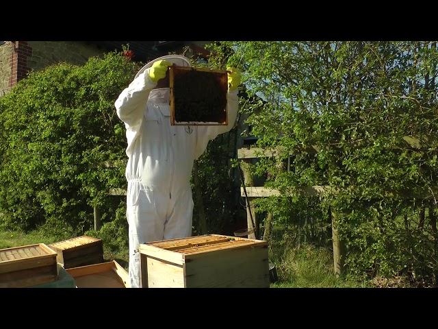 First inspection of my second Hive 10th April 2020