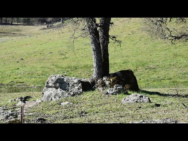 A place called Irish Creek-  A Hill Nisenan ceremony called a "CRY"...in El Dorado County, CA