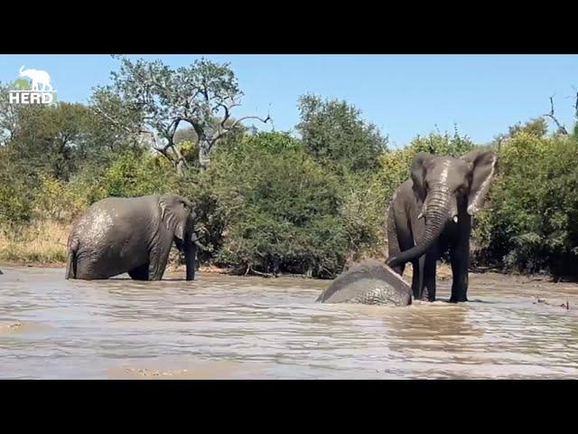 The Carers' POV of an Elephant Swim 