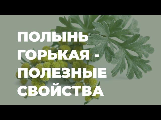 Полынь горькая - полезные свойства, народная медицина / Захар Травник