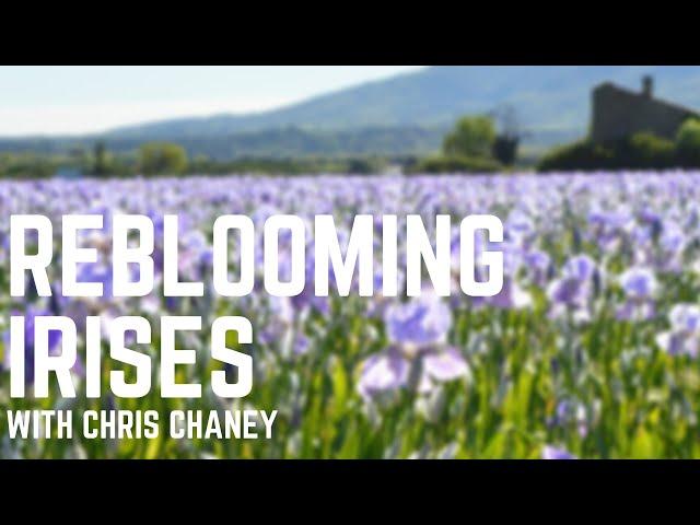 Explore The Beauty of Reblooming Irises!