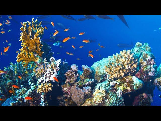 Marine Conservation in the Pacific Ocean - The Economist featuring Greg Stone