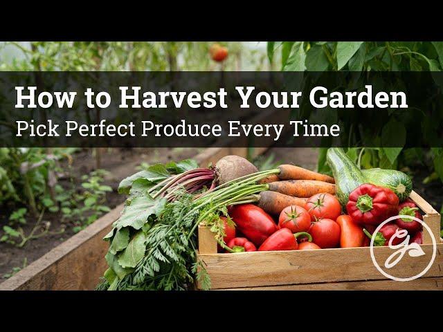 How to Harvest Your Garden / Expert Tips to Pick Perfect Produce Every Time