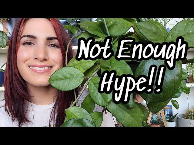 NOT ENOUGH HYPE!!  5 Plants That Don't Get Enough Love!! underrated plants in my collection 🪴