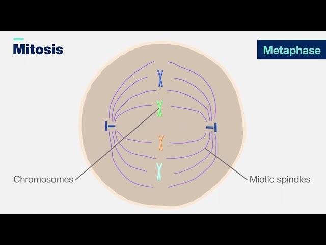 Mitosis 3-D