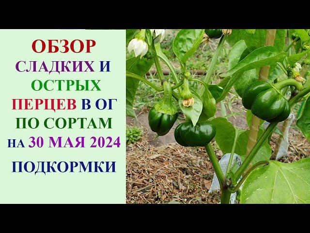 ОБЗОР СЛАДКИХ И ОСТРЫХ ПЕРЦЕВ В ОТКРЫТОМ ГРУНТЕ ПО СОРТАМ НА 30 МАЯ 2024 ГОДА. ПОДКОРМКИ.