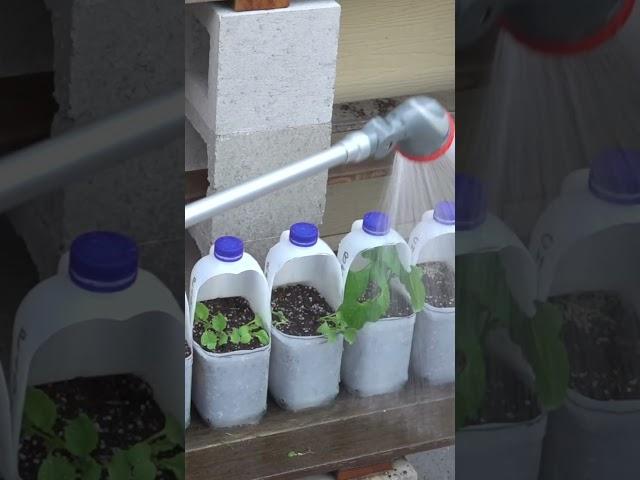 Upcycle Plastic Milk Bottles to Grow Fruit & Veg at Home & Reducing Waste #EarthDay #YouTubePartner