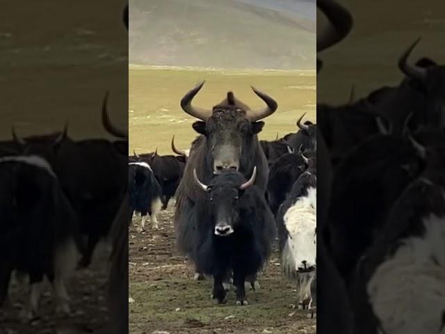 Wild Yak is Much bigger then domestic Yak #yakfight #biganimals #Tibet #wildlife #wildyak