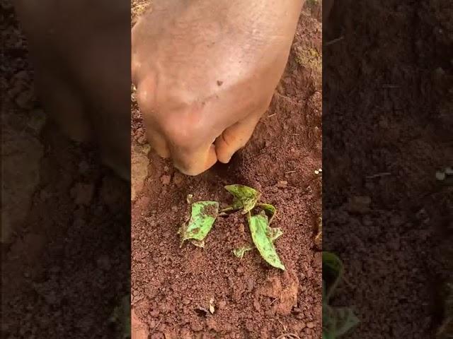 a unique method of catching crickets using ants