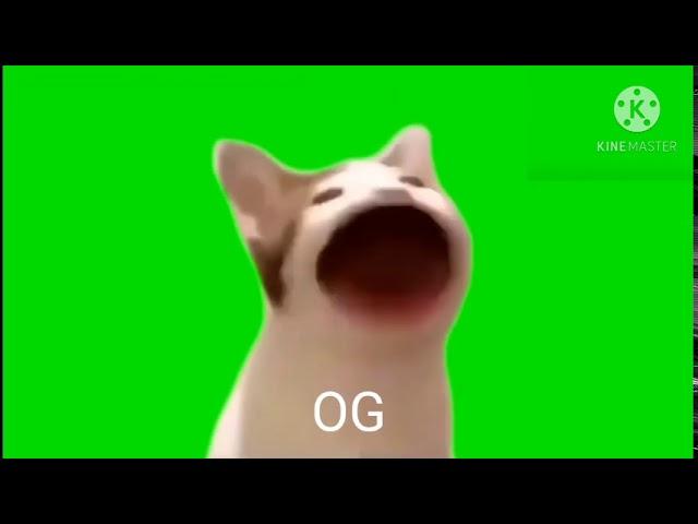 8 Pop Cat Sound Variations in 28 Seconds