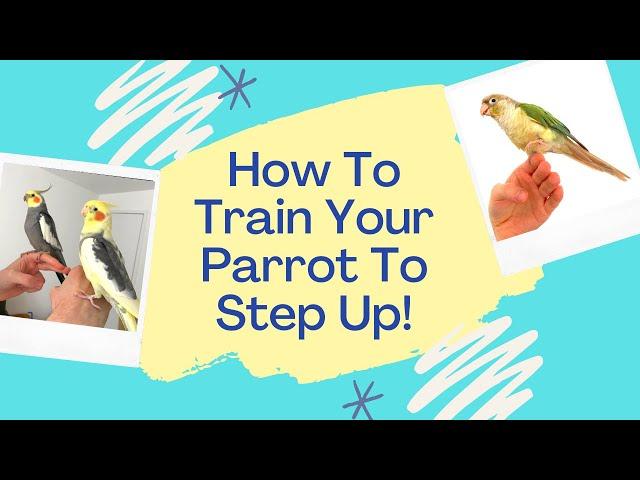 Parrot Step Up Training |  How To Get Your Cockatiel To Step Up | TheParrotTeacher