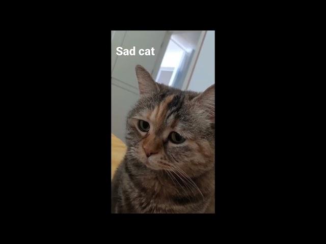 Sad Cat Meowing Original Meme Template