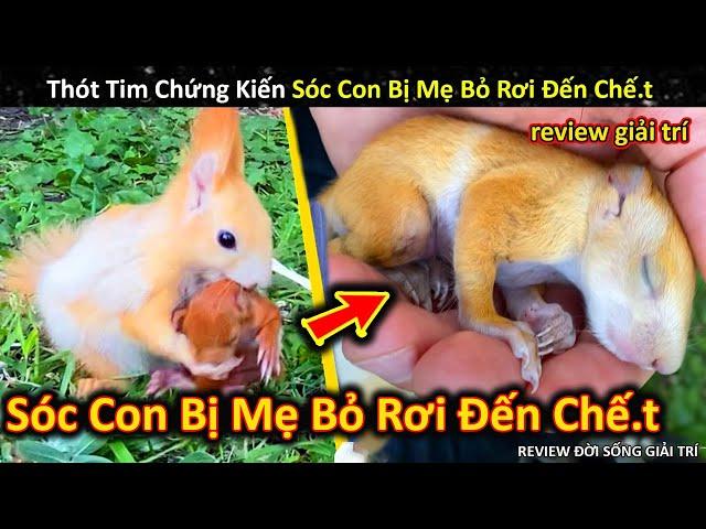 Đau Lòng Khi Sóc Con Bị Mẹ Bỏ Rơi Đến Chế.t Vì Cảm Giác Không An Toàn || Review Giải Trí Đời Sống